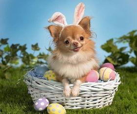 娱乐吃瓜酱小狗吉祥,小狗吉祥的欢乐日常